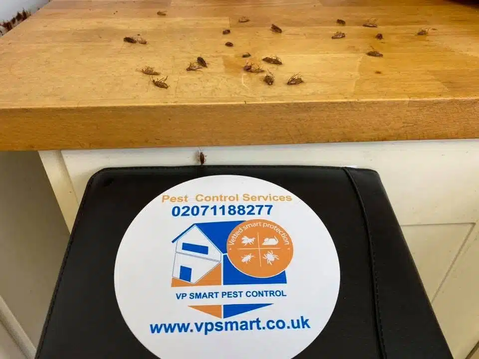 cockroaches cockroaches