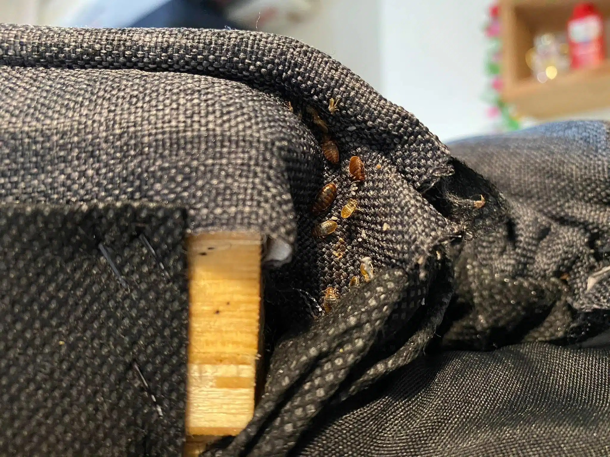 bedbugs 2 bedbugs